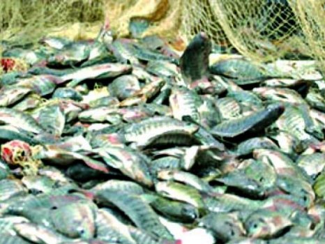 Pêche et pisciculture dans le Cercle de Kati